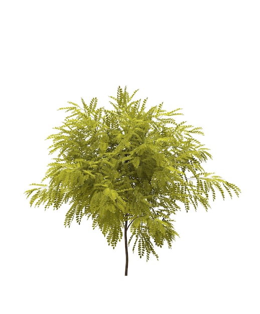 Albero a foglie caduche su sfondo bianco Illustrazione 3D dell'elemento giardino isolato rendering cg