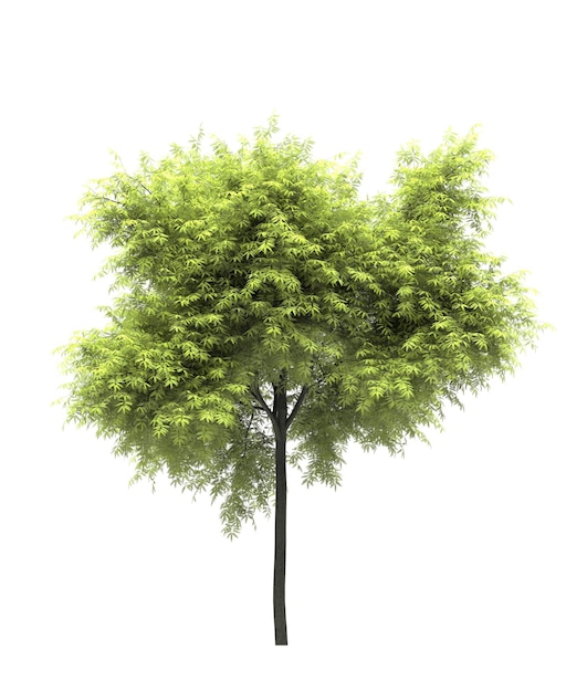 Albero a foglie caduche su sfondo bianco Illustrazione 3D dell'elemento giardino isolato rendering cg