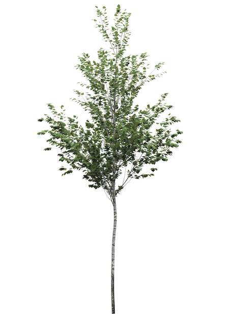 Albero a foglie caduche su sfondo bianco Illustrazione 3D dell'elemento giardino isolato rendering cg