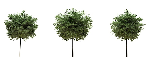 Albero a foglie caduche su sfondo bianco Illustrazione 3D dell'elemento giardino isolato rendering cg