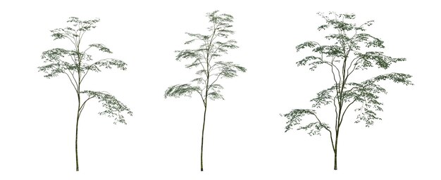 albero a foglie decidue, isolato su sfondo bianco, illustrazione 3D, rendering cg