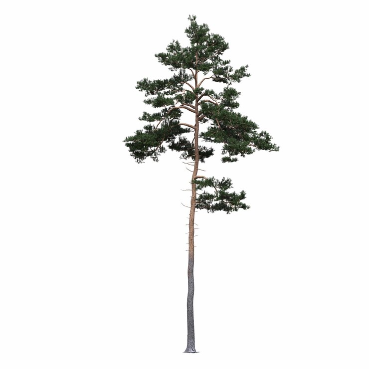 albero a foglie decidue, isolato su sfondo bianco, illustrazione 3D, rendering cg