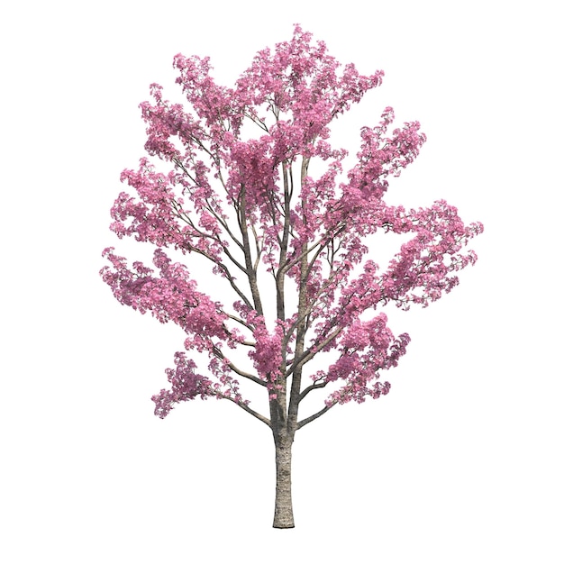 albero a foglie decidue, isolato su sfondo bianco, illustrazione 3D, rendering cg