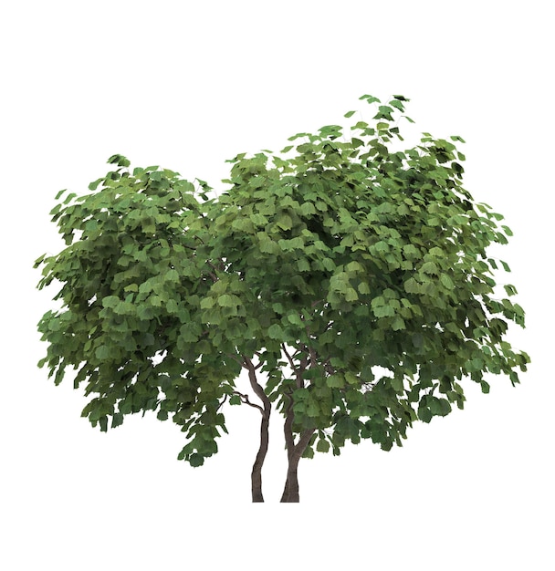 Albero a foglie decidue su uno sfondo bianco Illustrazione 3D dell'elemento del giardino isolato cg render