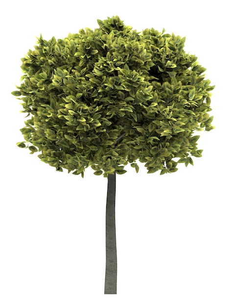 Albero a foglie decidue su uno sfondo bianco Illustrazione 3D dell'elemento del giardino isolato cg render