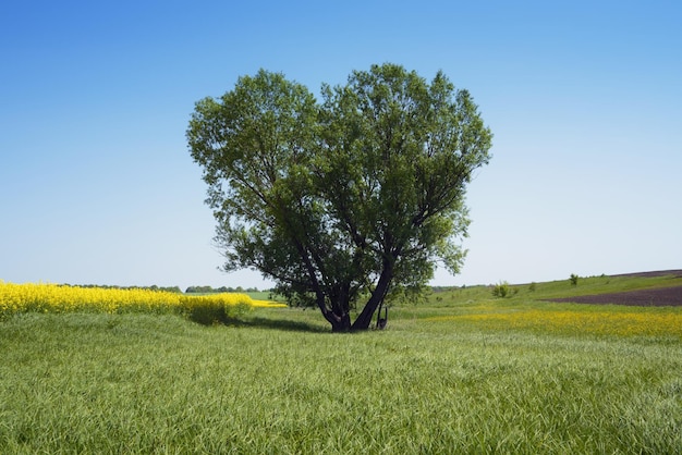 Albero a forma di cuore