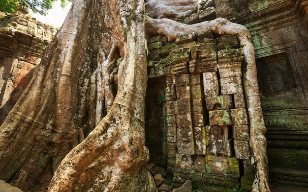 Albero ad Angkor