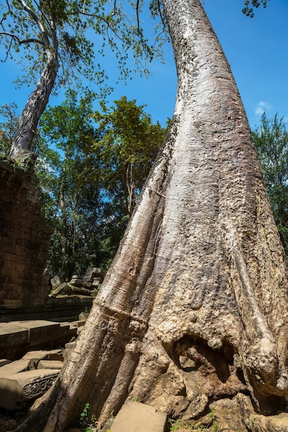 Albero ad Angkor