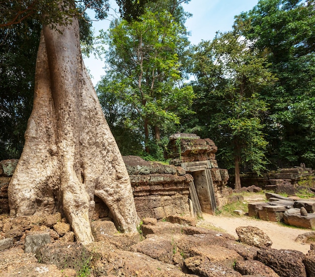 Albero ad Angkor