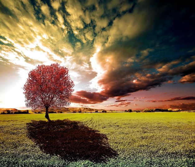 Albero al tramonto e campi verdi