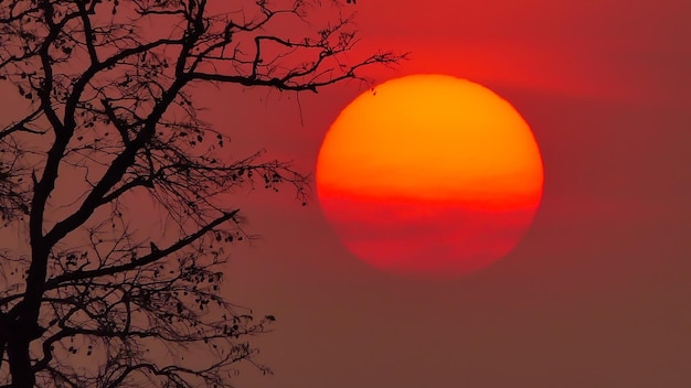 Albero al tramonto in sfondi di natura rurale