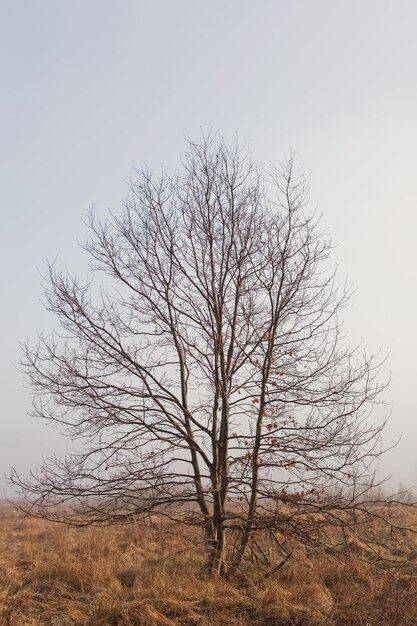 Albero all'alba del prato della nebbia