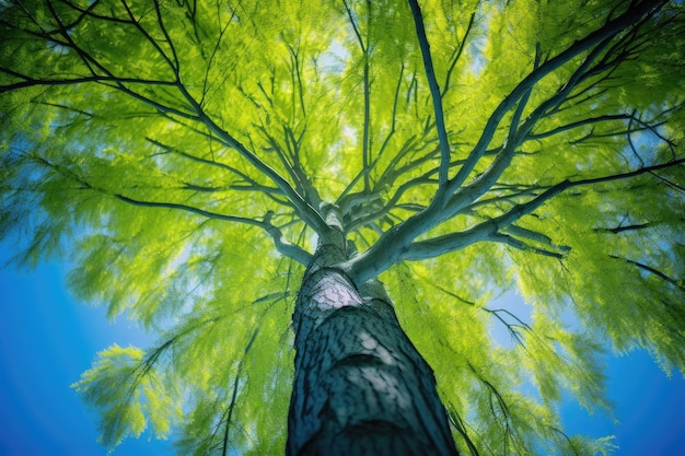 albero alto con molte foglie verdi