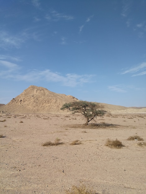 Albero appassito nel deserto di pietra