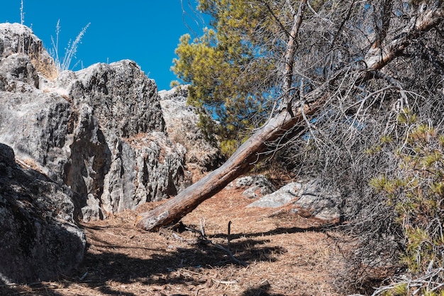 Albero appoggiato tra le rocce