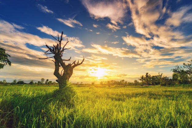 Albero asciutto nel prato del campo e bello tramonto