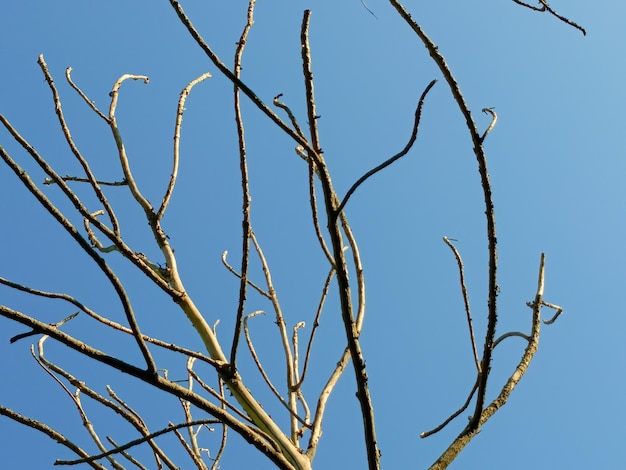albero asciutto senza foglie sullo sfondo del cielo blu