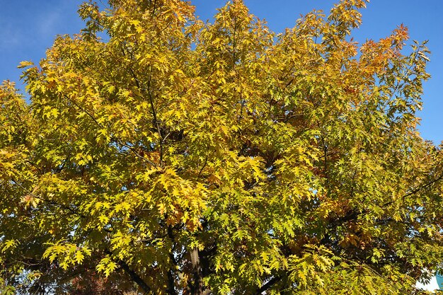 Albero autunnale colorato - sfondo sul tema della caduta delle foglie