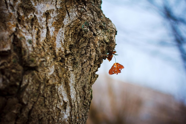 Albero autunnale con foglia gialla solitaria