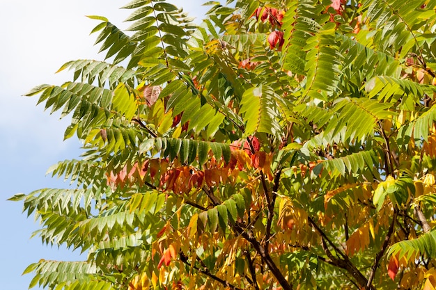 Albero autunnale con fogliame cambiato colore nella stagione autunnale, primo piano di alberi decidui nella stagione autunnale durante la caduta delle foglie, natura