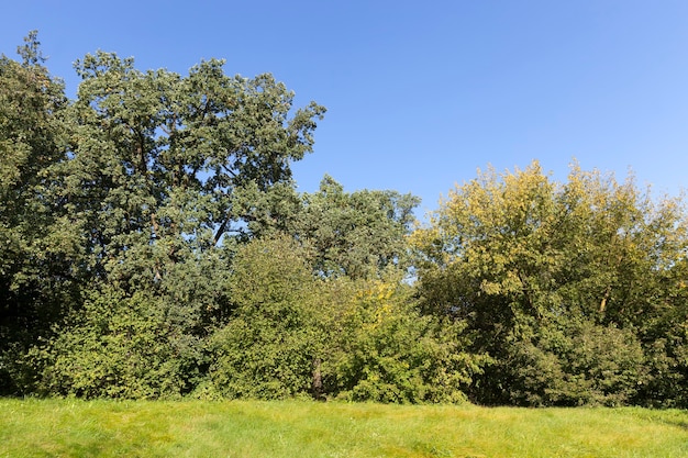 Albero autunnale con fogliame che ha cambiato colore nella stagione autunnale, paesaggio di alberi decidui nella stagione autunnale durante la caduta delle foglie, natura