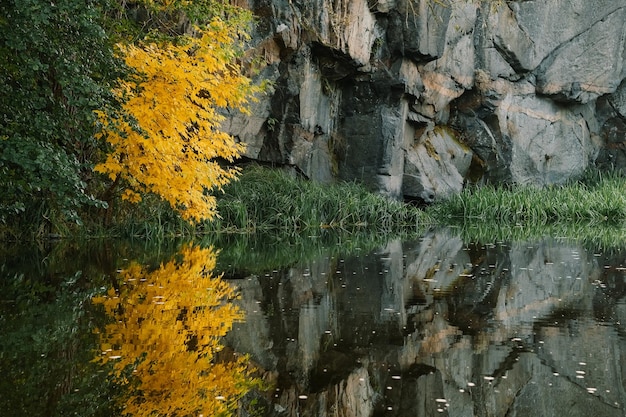 Albero autunnale con foglie gialle riflesse nell'acqua