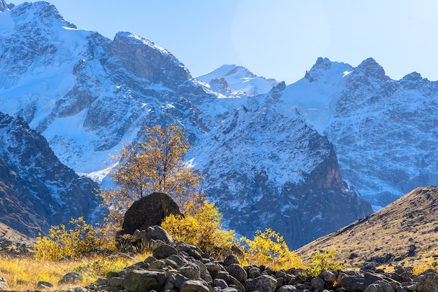 Albero autunnale con foglie gialle sullo sfondo sullo sfondo di un bellissimo panorama di alte montagne rocciose con cime innevate, possenti ghiacciai