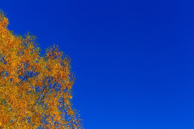 albero autunnale giallo e cielo azzurro