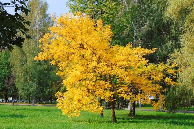 Albero autunnale giallo tra alberi verdi ed erba