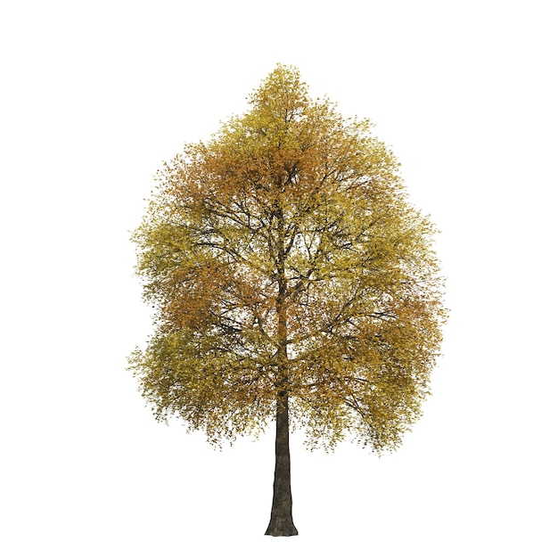 albero autunnale isolato su sfondo bianco, illustrazione 3D, rendering cg