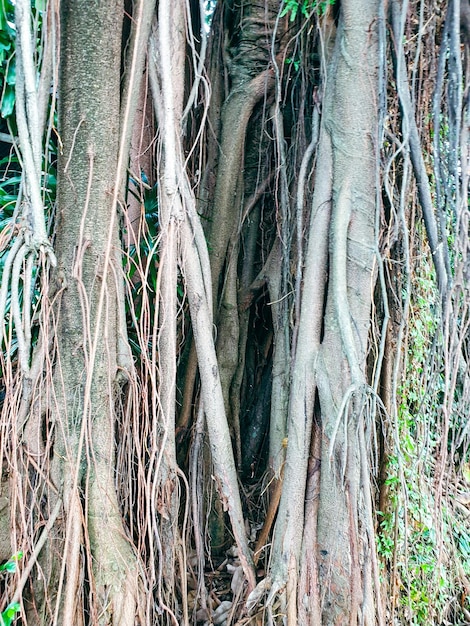 Albero banyan vecchio con molte radici