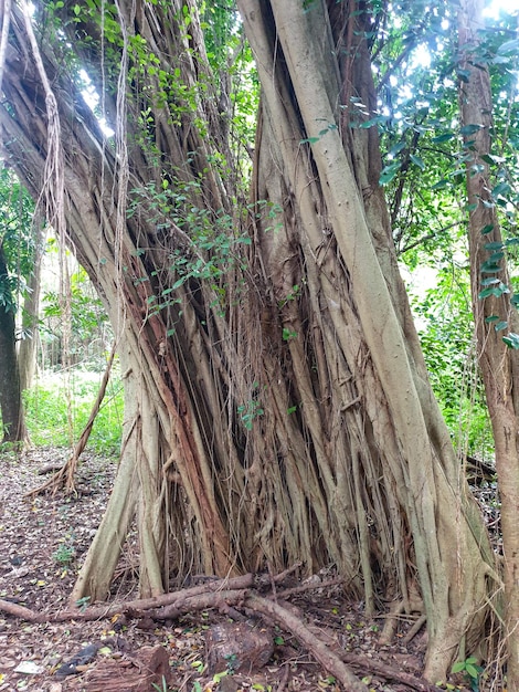 Albero banyan vecchio con molte radici