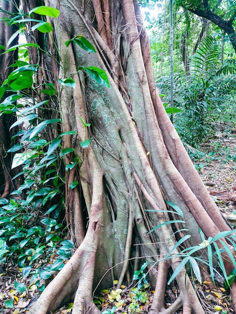 Albero banyan vecchio con molte radici