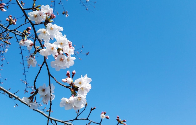 Albero bianco di fioritura giapponese del ramo di sakura del fiore di ciliegia con il fondo del cielo blu.