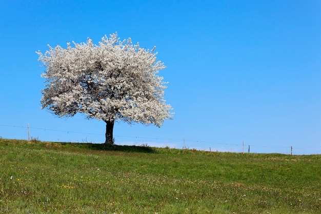 Albero bianco in campagna