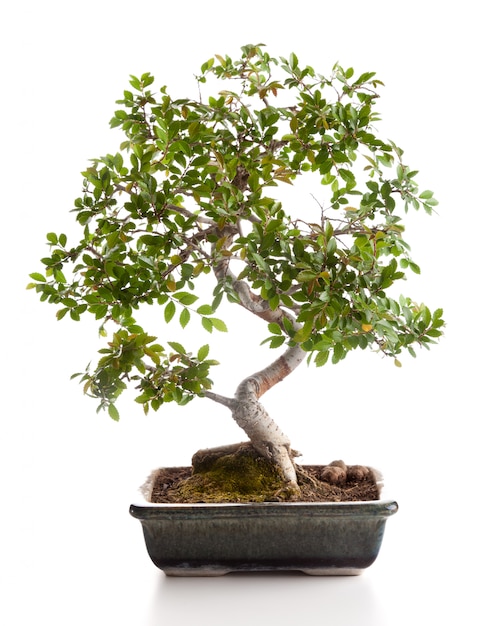 Albero bonsai