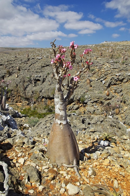 Albero bottiglia sull'isola di Socotra Oceano Indiano Yemen