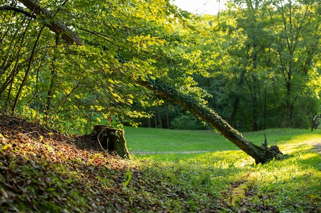 Albero caduto nel parco la sera all'inizio dell'autunno