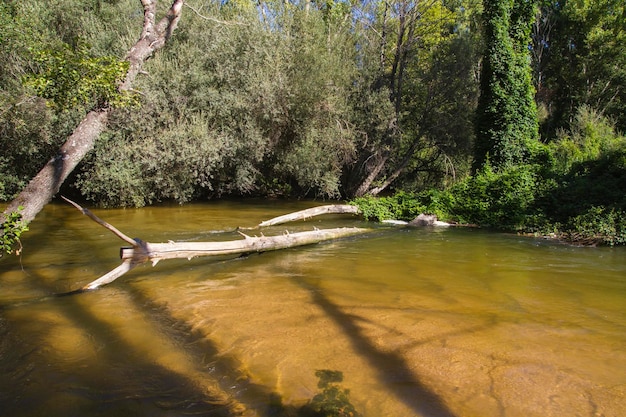 Albero caduto sul fiume, sponda del fiume alberche a Toledo, Castilla La Mancha, in Spagna