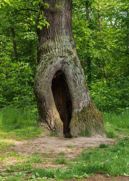 Albero cavo Grande cavo su uno sfondo di fogliame verde Grande cavo in un albero