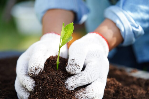 Albero che cresce con la mano Eco Earth Day salva il mondo salva la terra diventa verde