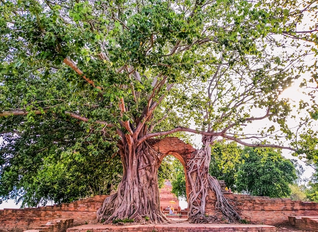 Albero che cresce da un antico tempio in Thailandia