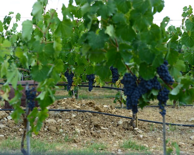 Albero che cresce in vigna