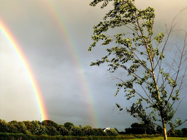 Albero che cresce sul campo contro un doppio arcobaleno