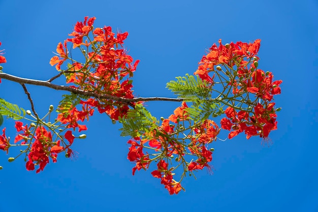 Albero colorato estivo con fiori tropicali rossi su sfondo blu cielo sull'isola di Zanzibar Tanzania Africa orientale