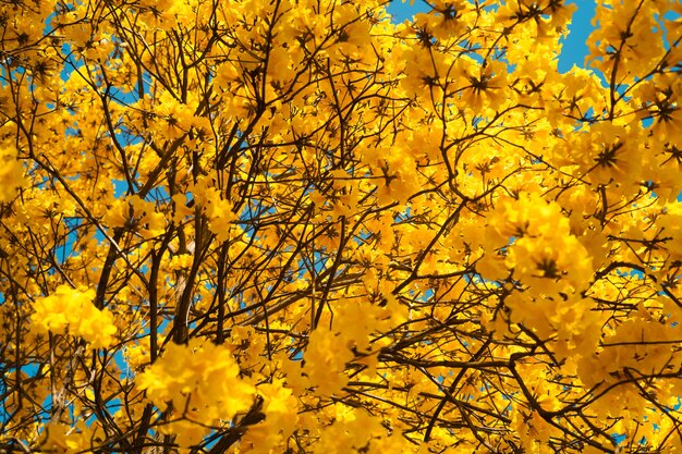 albero con fiori gialli contro il cielo blu in estate