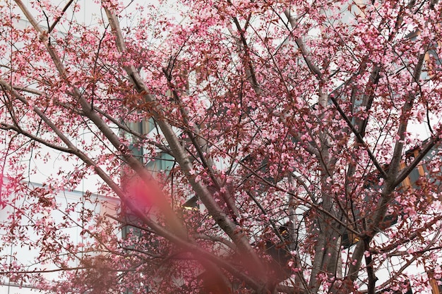 albero con fiori rosa è di fronte a un edificio