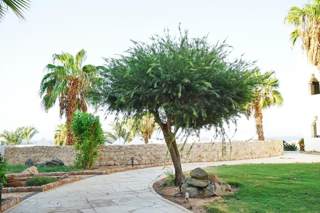 Albero con fogliame di straordinaria bellezza nel giardino vicino al sentiero