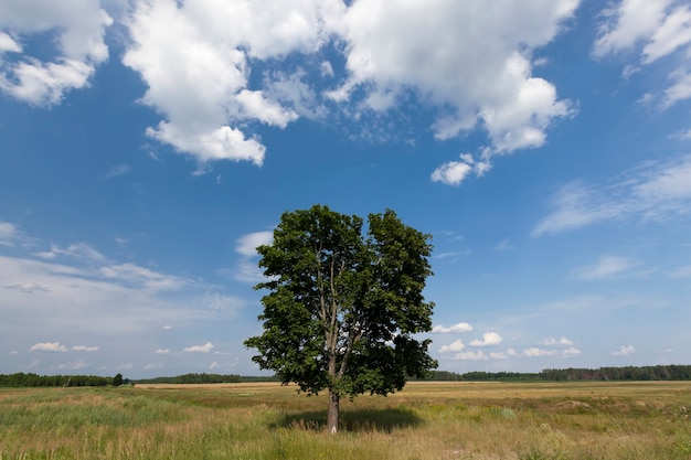 Albero con fogliame verde contro un cielo blu