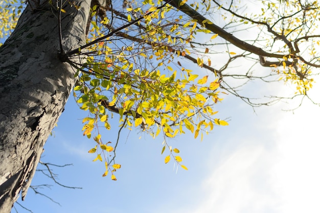 Albero con foglie autunnali al sole